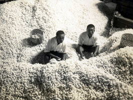 繭を収穫する長浜農学校生